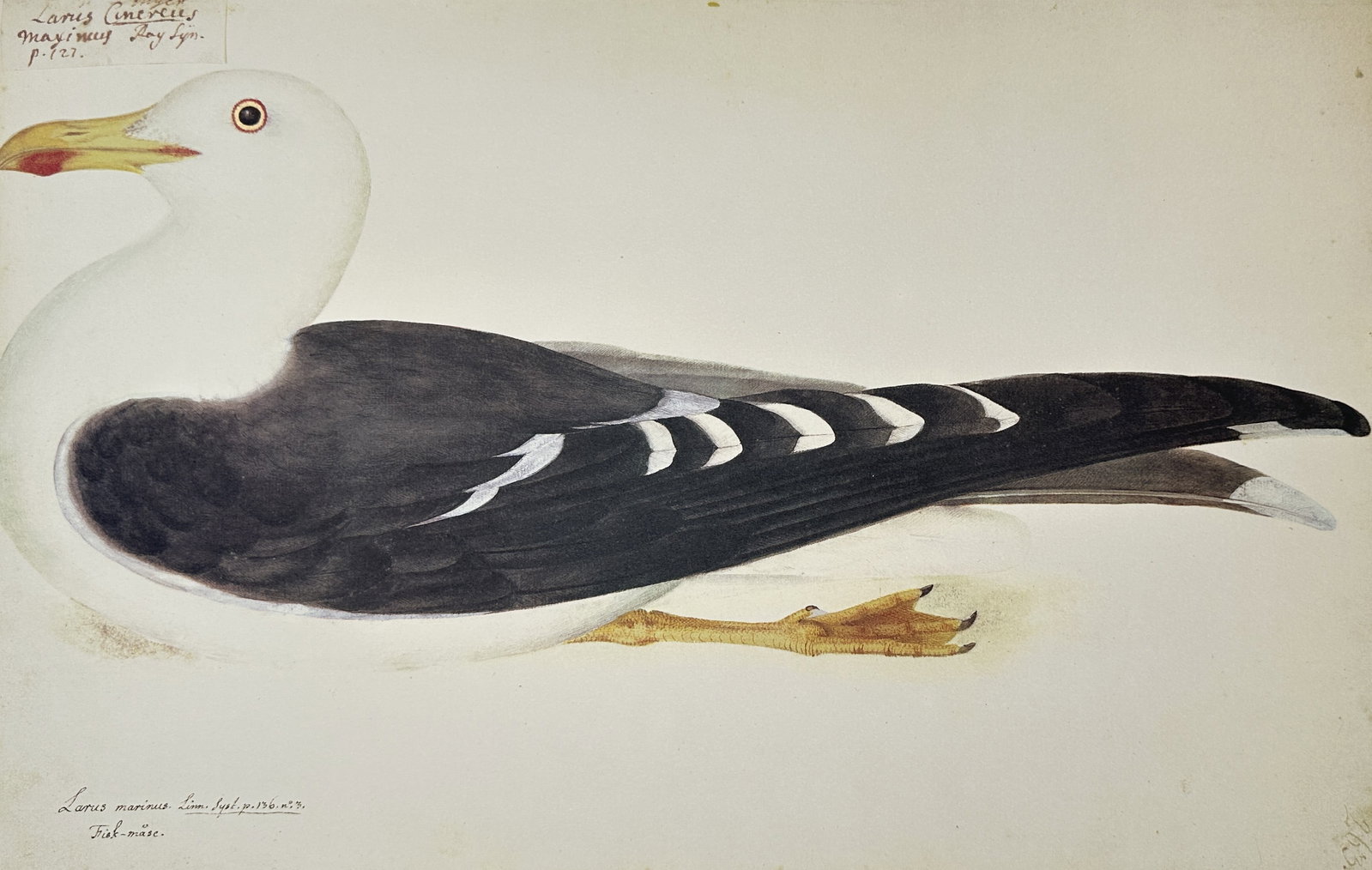 Olof Rudbeck the Younger (1660–1740) – The Great Black-backed Gull – Facsimile print: "Larus marinus". This work depicts a great black-backed gull in profile, rendered with precise anatomical detail showing the bird's distinctive white head and underparts, dark slate-grey wings with wh