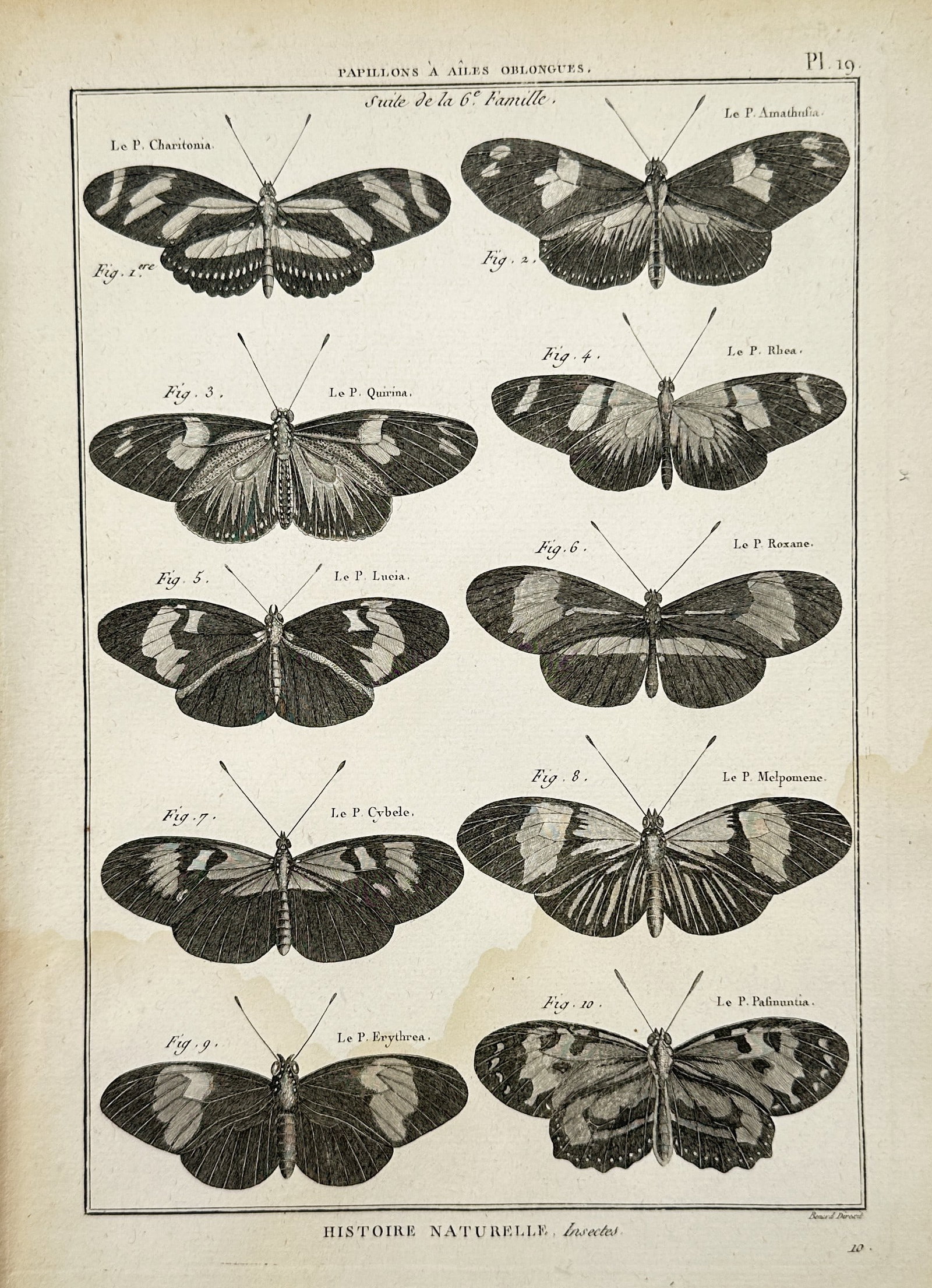 Robert Bénard (1734–1777) – Study of Butterflies – Copper engraving: "Papillons à ailes oblongues" displays a taxonomic arrangement of butterflies with oblong wing shapes. This copper engraving originates from the multi-volume natural history series Histoire Naturelle