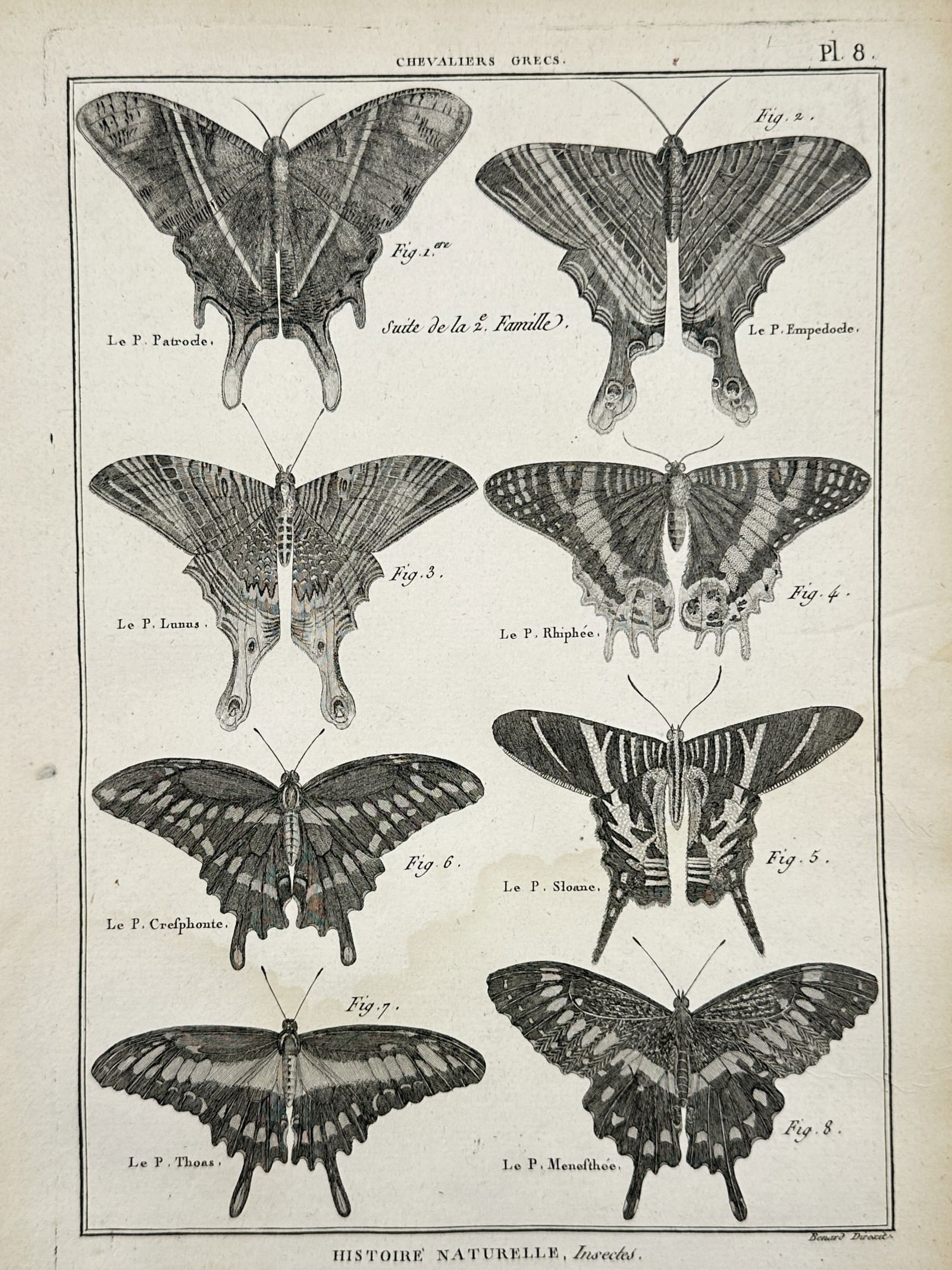 Robert Bénard (1734–1777) – Entomological Butterflies – Copper engraving (18th): "Chevaliers grecs" depicts a collection of butterflies from the second family. This copper engraving originates from the Histoire Naturelle series, published in France. Robert Bénard was a French eng
