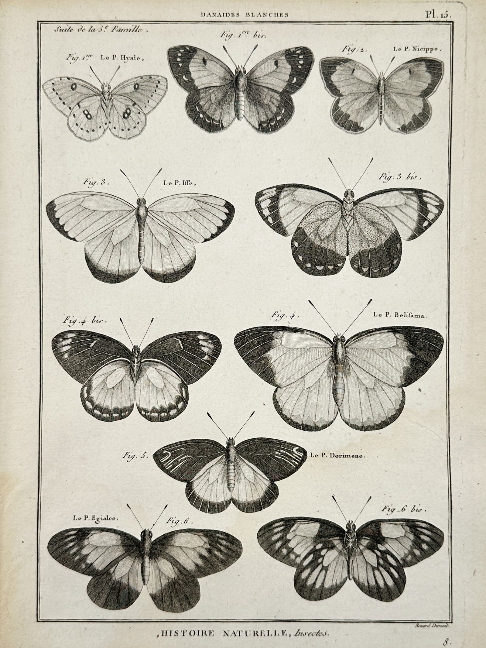 Robert Bénard (1734–1777) – Entomological Study of Butterflies – Copper engraving (18th: "Danaires blanches" displays a collection of white danaid butterflies arranged for study. This copper engraving originates from the Histoire Naturelle series published in France. Robert Bénard was a