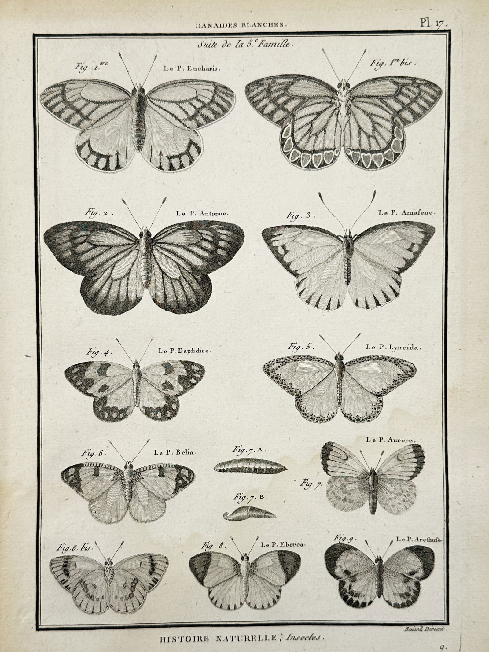 Robert Bénard (1734–1777) – Butterflies arranged for study – Copper engraving (18th Century) (1 of 2)