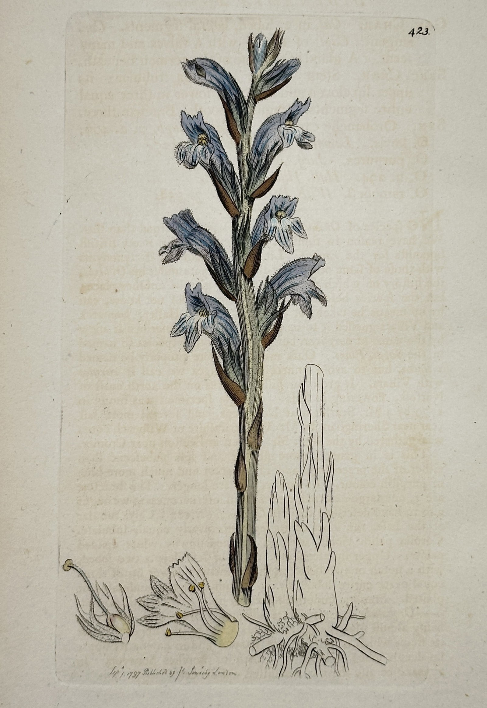 James Sowerby (1757-1822) – Botanical Illustration of Meadow Cranesbill: "Geranium pratense" depicts the meadow cranesbill with its purple flowers and palmate leaves. This work is part of English Botany, a multi-volume publication released by James Sowerby in London. James