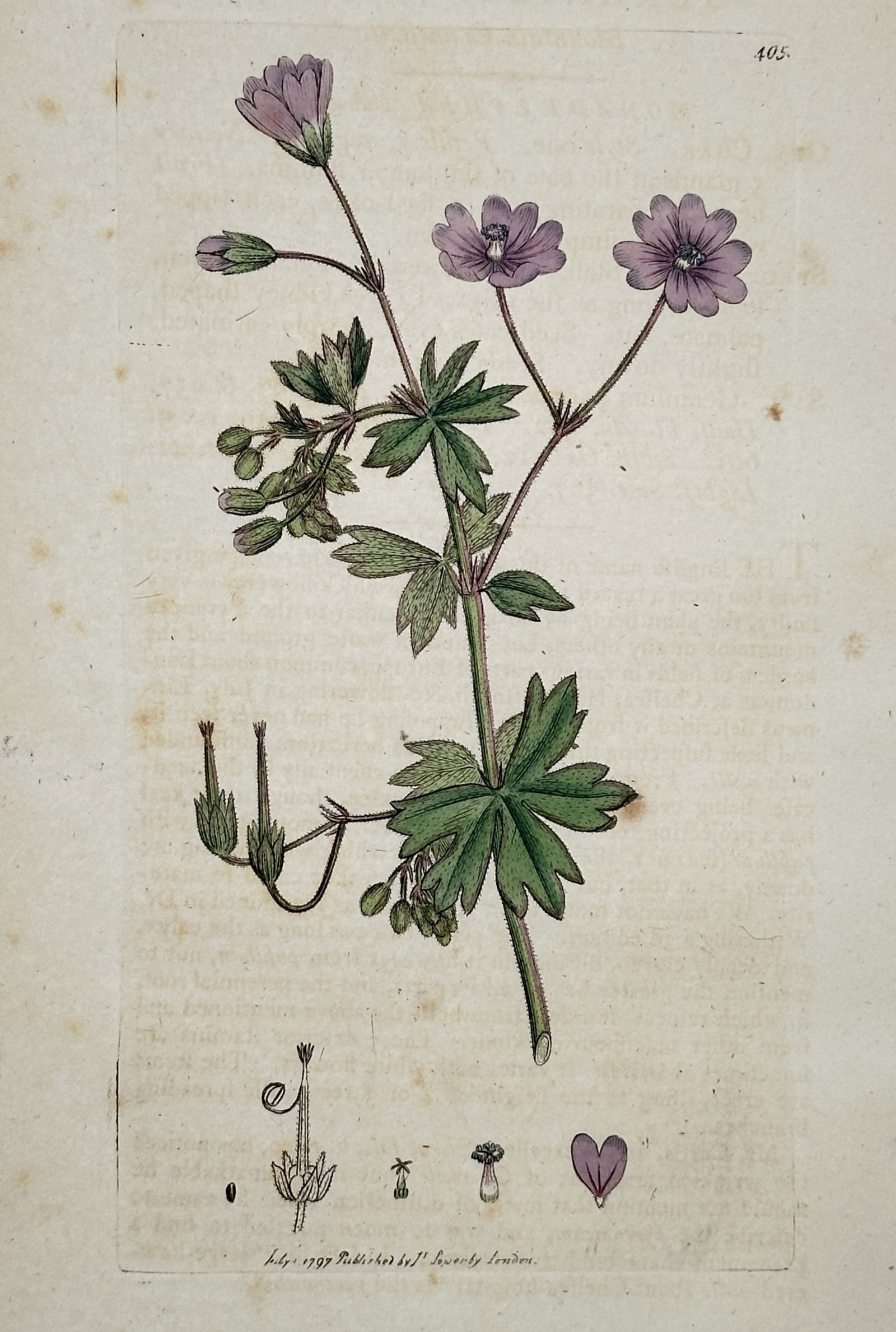 James Sowerby (1757-1822) – Depiction of Geranium pratense – Hand-coloured copper engraving (1 of 2)