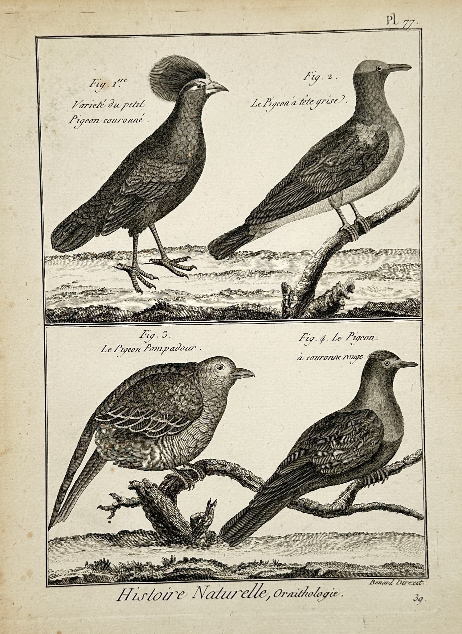 Robert Bénard (18th Century) – Study of Pigeons – Copper engraving (18th Century) (1 of 2)