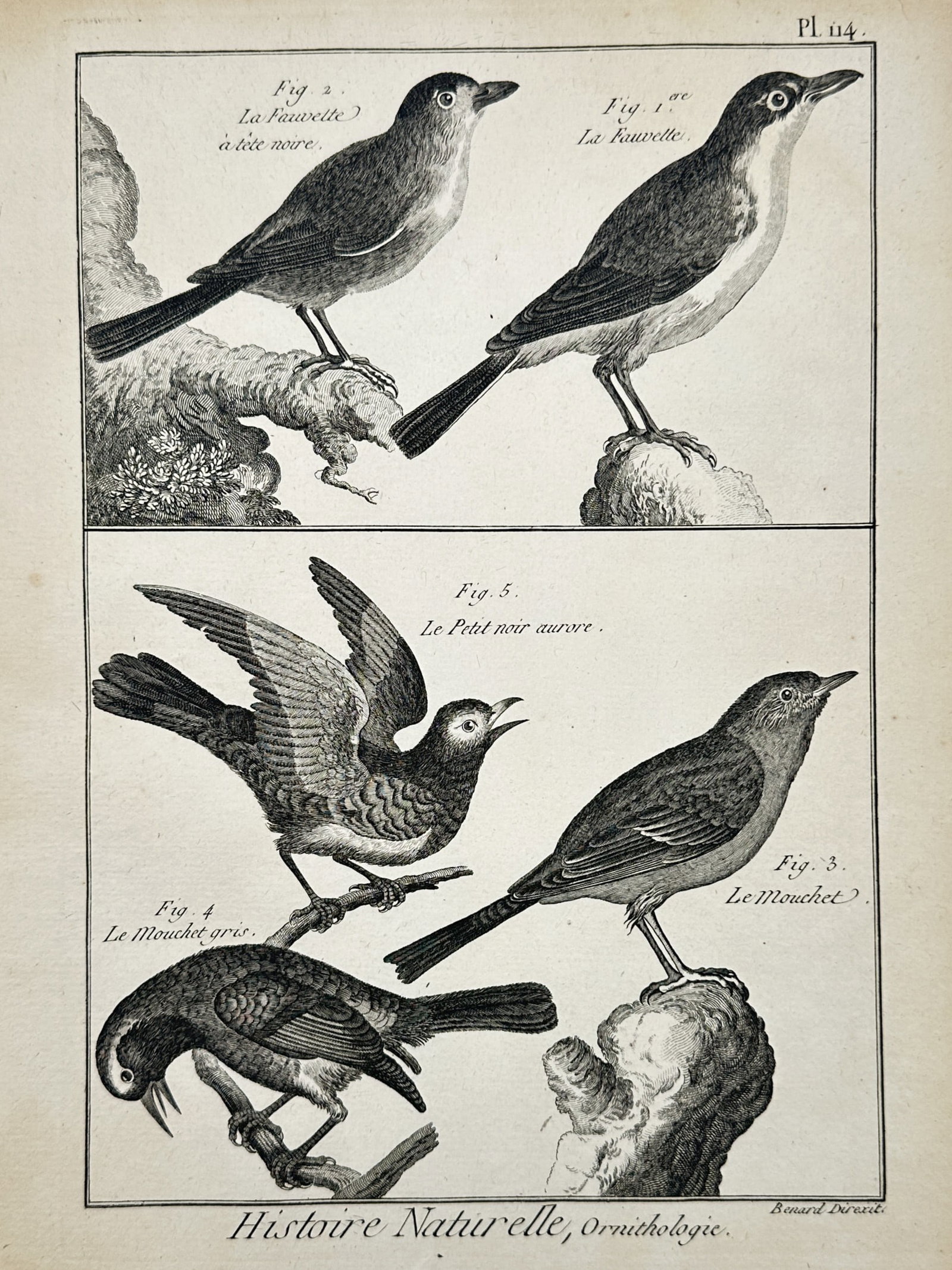 Robert Benard (18th Century) – Study of Warblers and Hedge Accentors – Copper engraving (1 of 2)