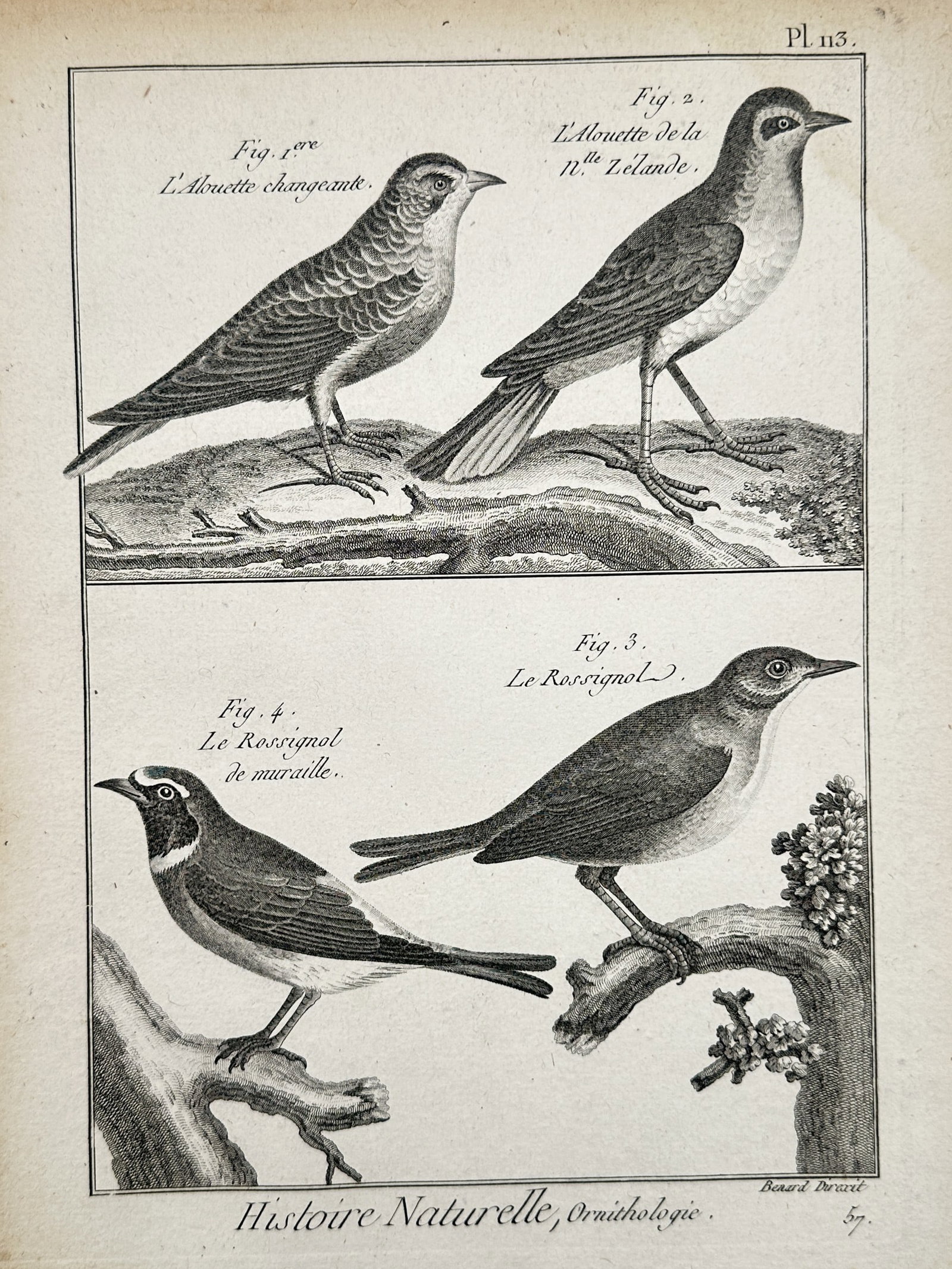 Robert Benard (18th Century) – Ornithological Studies – Copper engraving (18th Century) (1 of 2)