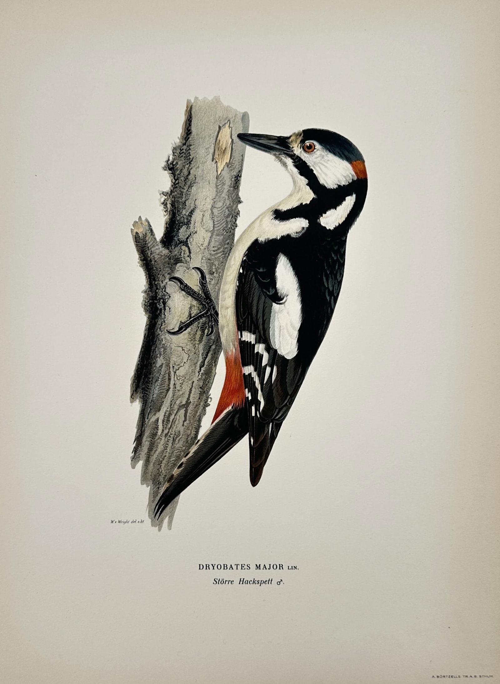 Magnus von Wright (1805-1868) – Great Spotted Woodpecker – Chromolithograph (1920s) (1 of 2)