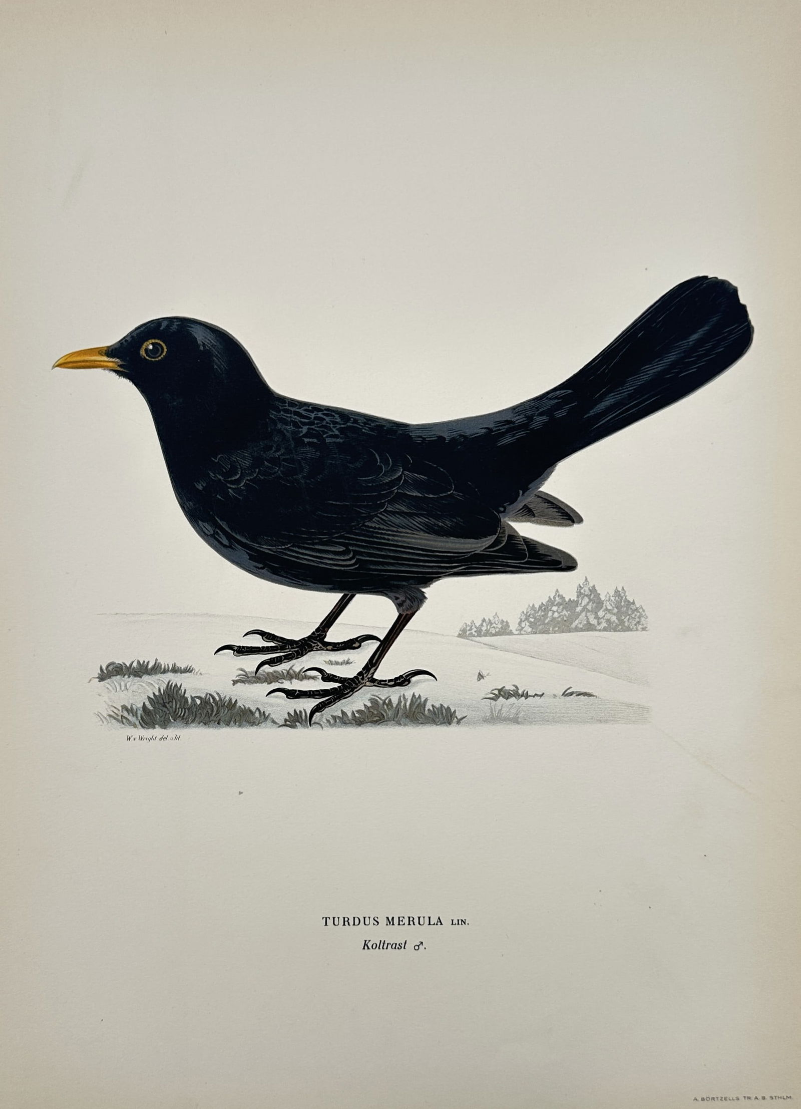 Magnus von Wright (1805-1868) – Turdus merula – Chromolithograph (1920s) (1 of 2)