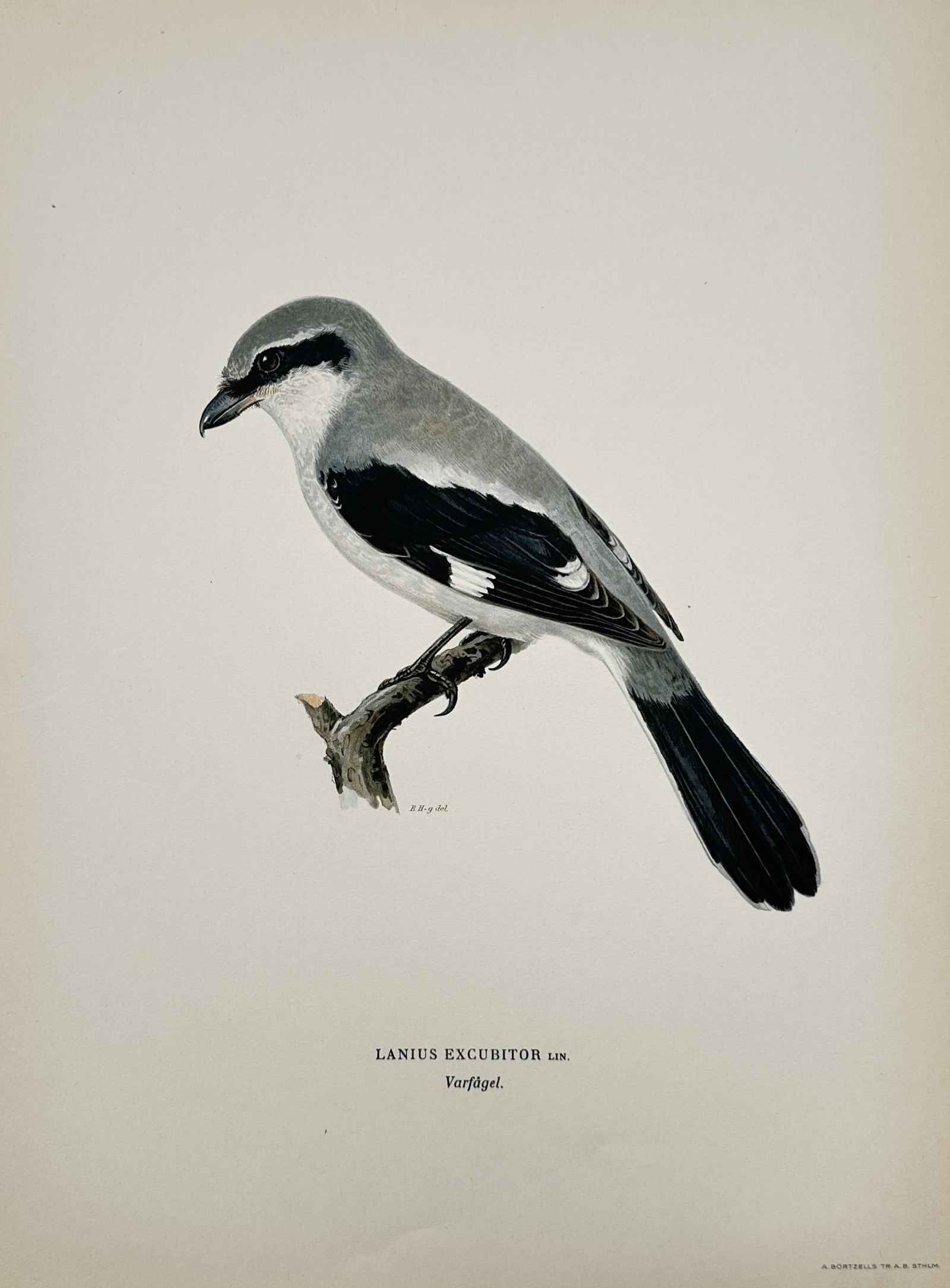 Magnus von Wright (1805-1868) – Lanius excubitor – Chromolithograph (1920s) (1 of 2)