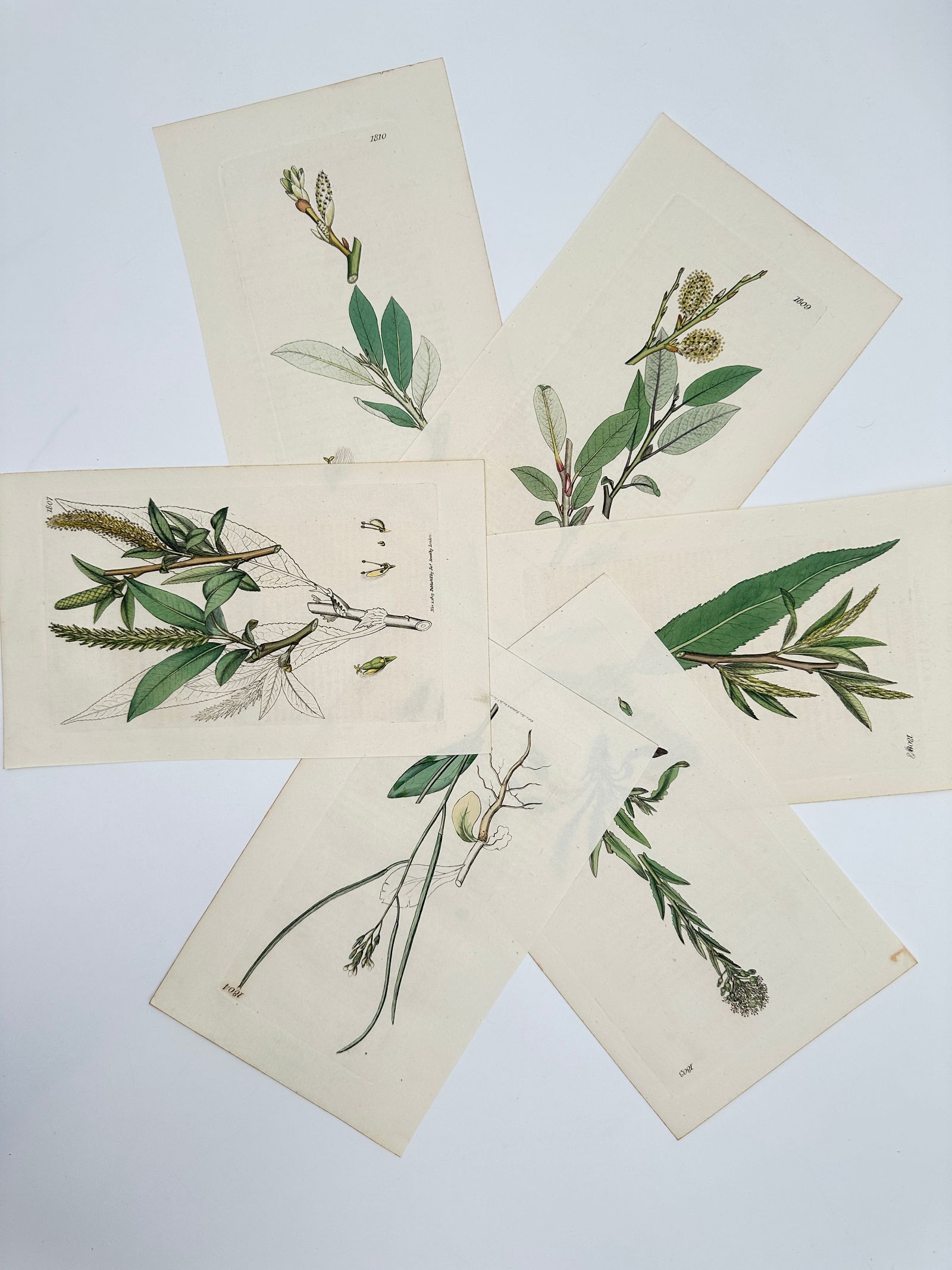 James Sowerby – Set of 6: Botanical Studies of Willow and Aquatic Plants: "English Botany" depicts several species of willow including Salix aquatica, Salix oleifolia, and Salix cotinifolia, alongside various flowering aquatic and marsh plants. These hand-coloured copper en