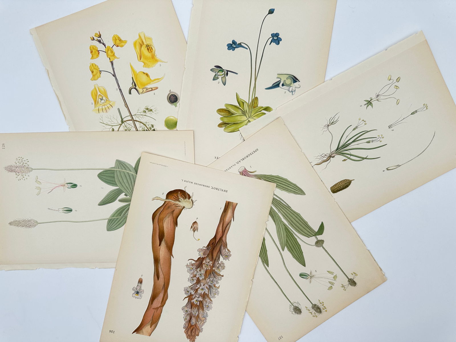 Carl Lindman – Set of 6: Botanical Studies of Parasitic and Specialized Plants – Lithograph (1 of 2)