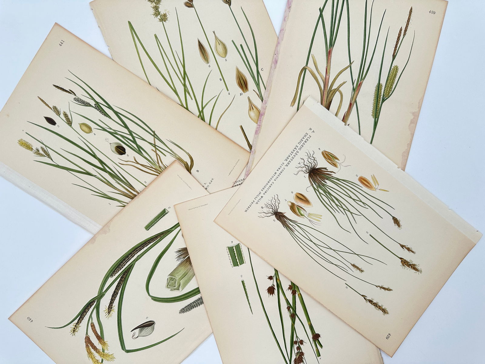 Carl Lindman – Set of 6: Botanical Studies of Sedges and Marsh Grasses – Lithograph (1 of 2)