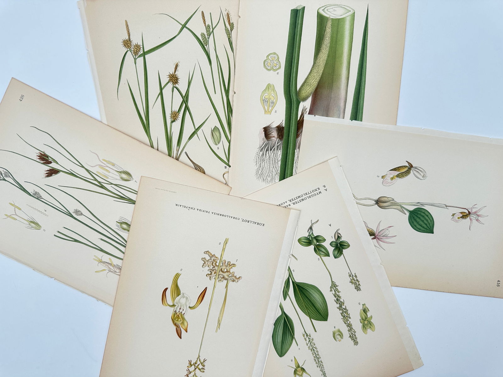 Carl Lindman – Set of 6: Botanical Studies of Orchids and Aquatic Flora – Lithograph (20th (1 of 2)