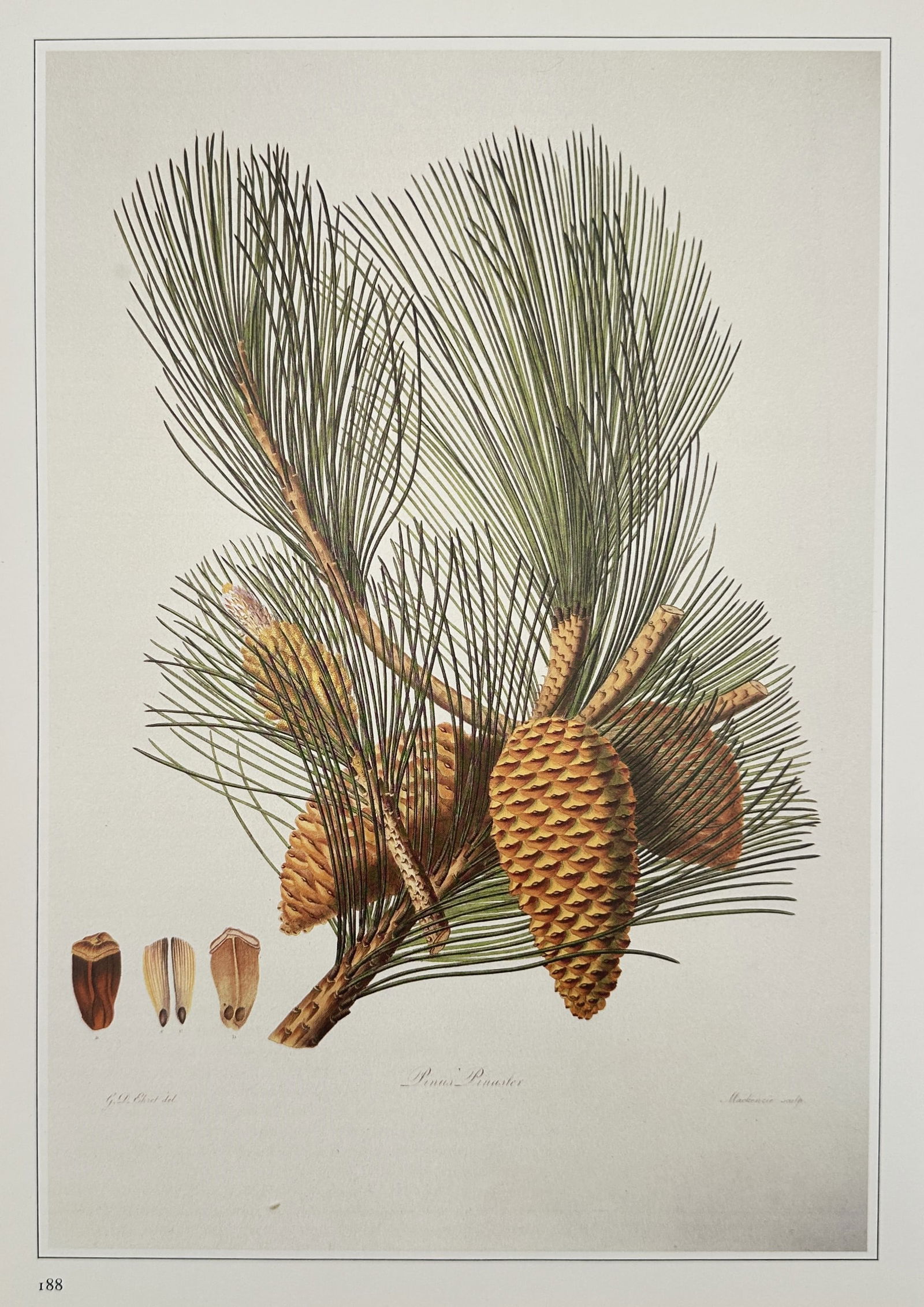 Georg Dionysius Ehret (1708–1770), after – Pinus Pinaster – Offset print (20th Century): "Pinus Pinaster" depicts a maritime pine branch with several mature cones and detailed needles. This offset print is a botanical illustration originating from the work of Georg Dionysius Ehret, a reno