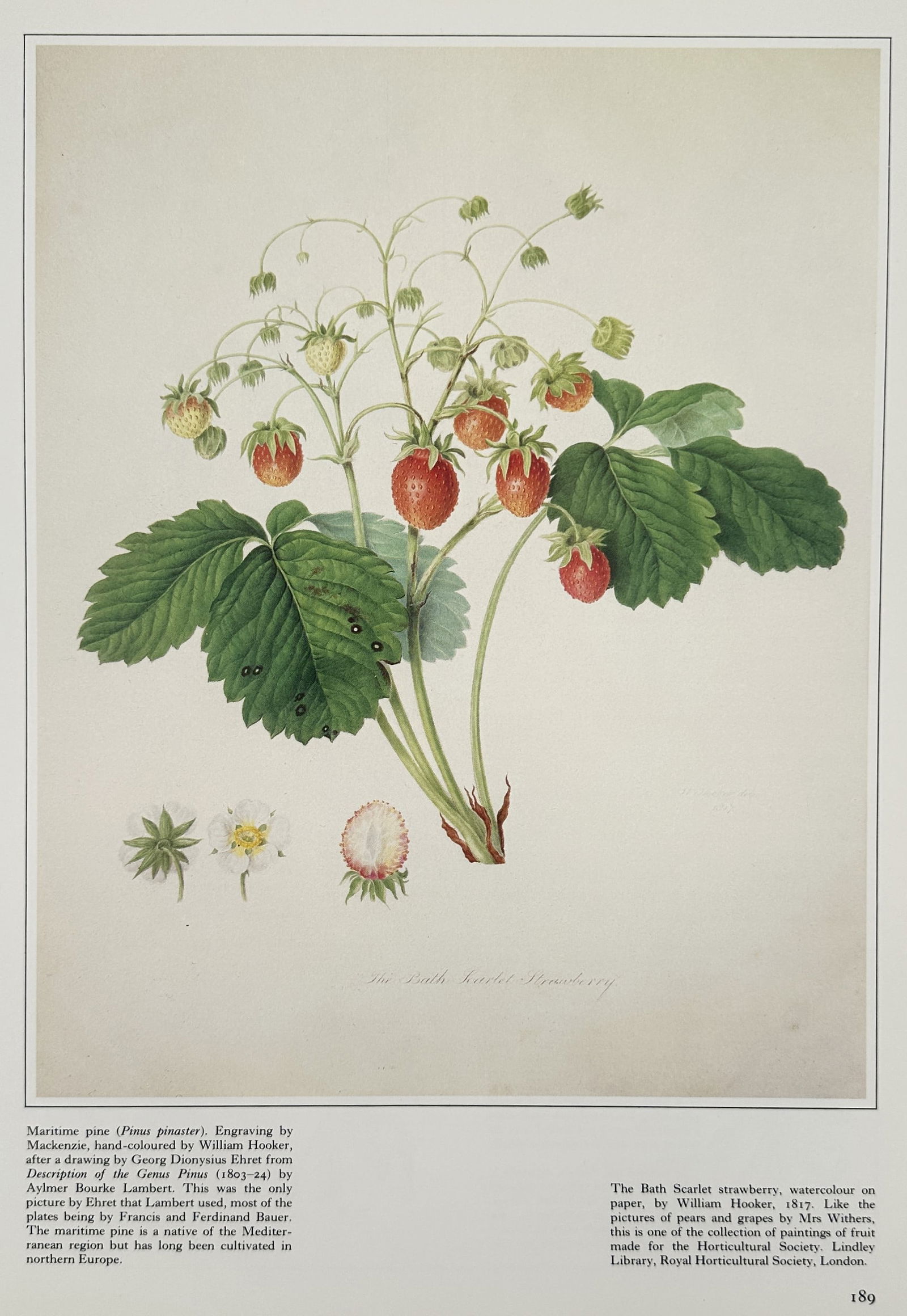 Georg Dionysius Ehret (1708–1770), after – The Bath Scarlet Strawberry – Offset print (20th: "The Bath Scarlet Strawberry" depicts a wild strawberry plant with several ripe red berries, blossoms, and detailed foliage. This offset print is a botanical illustration based on a 17th-century origi
