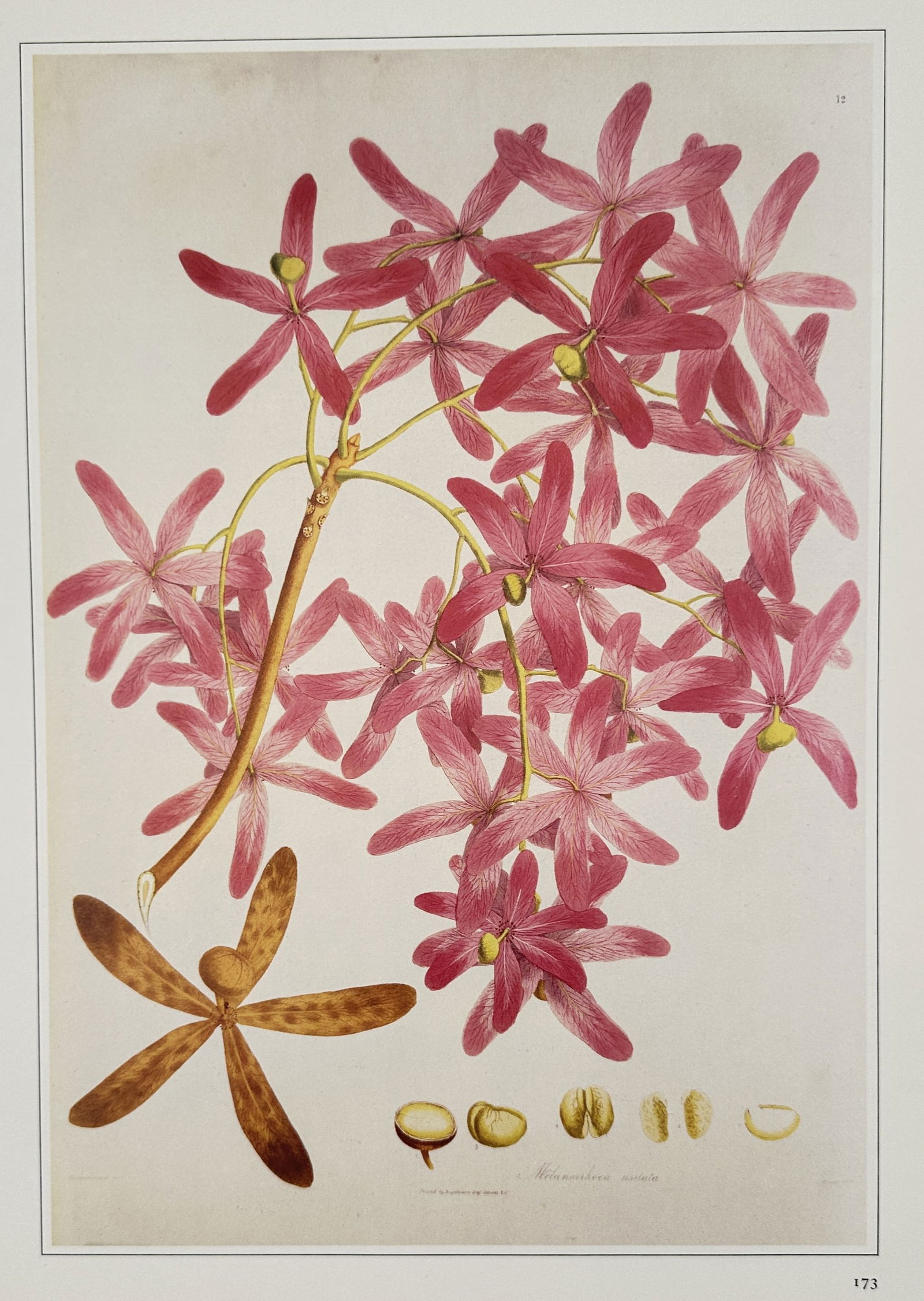 Nathaniel Wallich (1786–1854), after – Melanorrhoea usitata – Offset print (20th Century) (1 of 2)