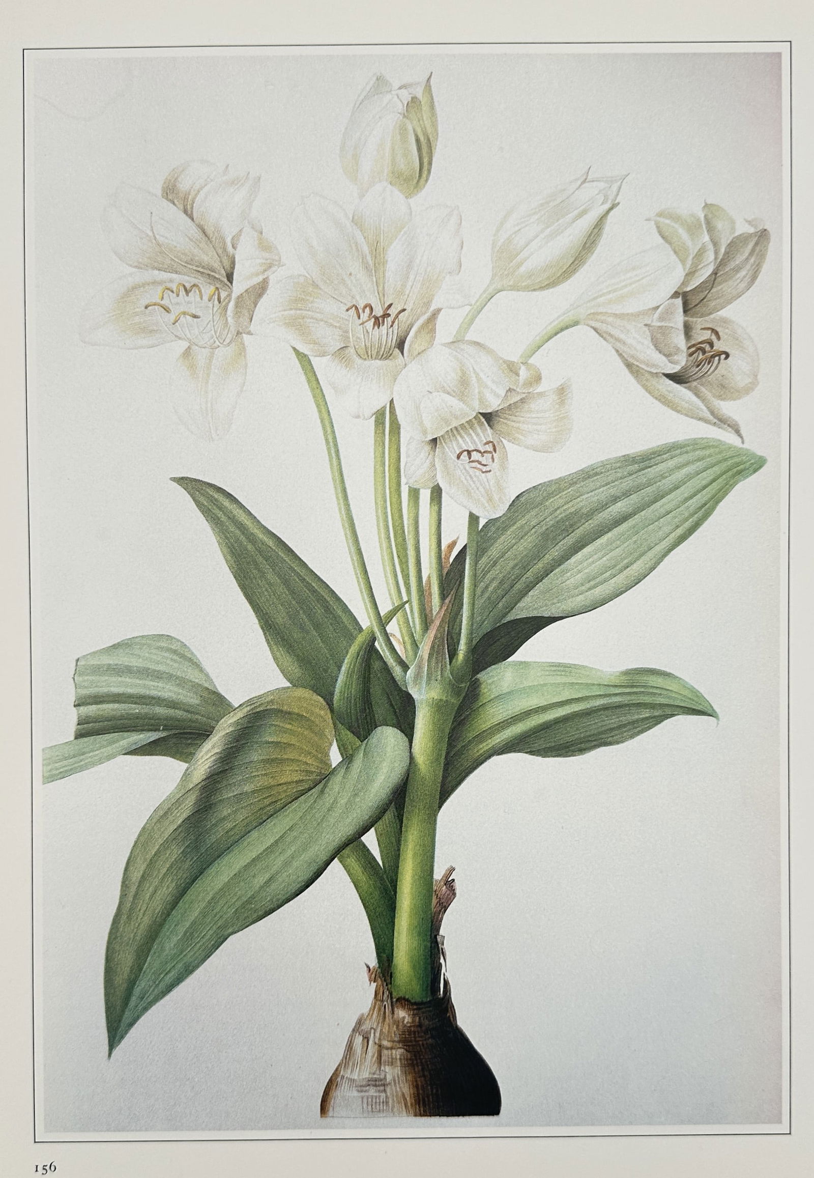 Pierre-Joseph Redouté (1759–1840), after – Solanum fuscato – Offset print (20th Century) (1 of 2)