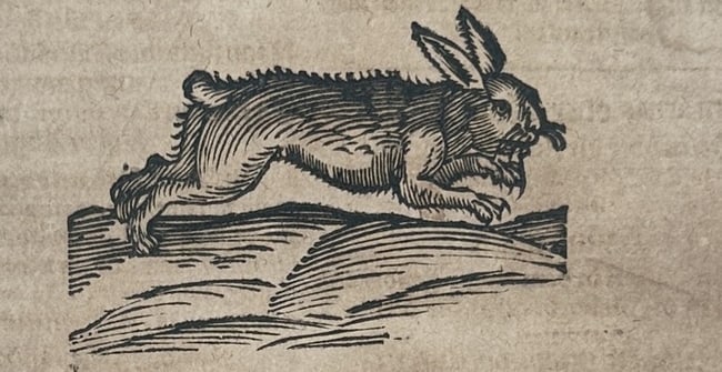 Ulisse Aldrovandi (1522-1605) – Lepus or the Hare – engraving (1648) (1 of 3)