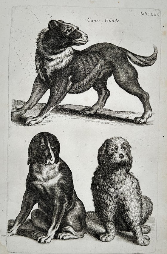 Matthäus Merian the Younger (1621-1687) – Studies of Dogs – engraving (1650): "Canes Hunde" This engraving depicts three distinct breeds of dogs in various characteristic poses, including a large muscular hound standing alertly and two smaller long-haired dogs in sitting and re