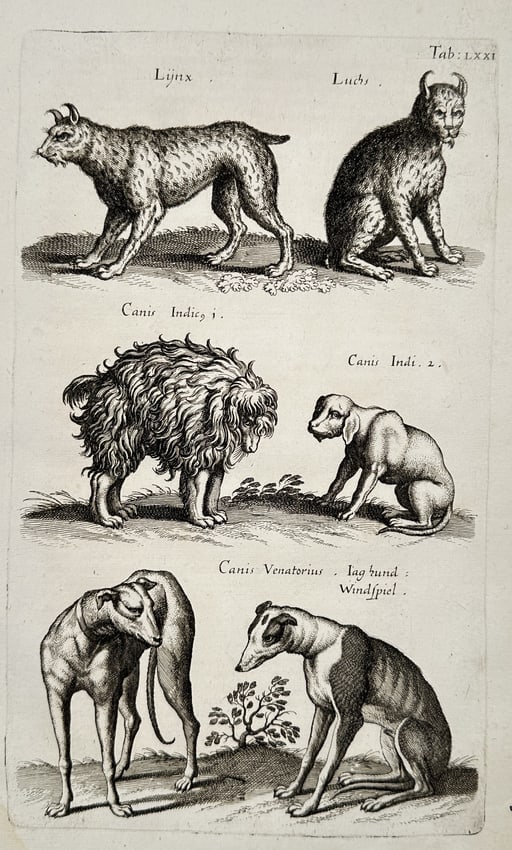 Matthäus Merian the Younger (1621-1687) – Studies of Lynxes and Dogs – engraving (1650): "Lijnx / Luchs" This engraving depicts a comparative study of animals, featuring two lynxes in the upper section and four distinct breeds of dogs below, including "Canis Indicus" and "Canis Venatorius