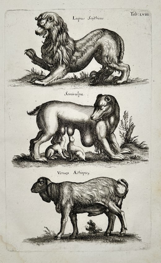 Matthäus Merian the Younger (1621-1687) – Studies of a Wolf, Fox, and Ram – engraving: "Lupus Scythicus / Semivulpa / Veruex Ethiopicus" This engraving depicts a comparative study of three distinct quadrupeds, featuring a Scythian wolf, a creature described as a semi-fox, and an Ethiopi