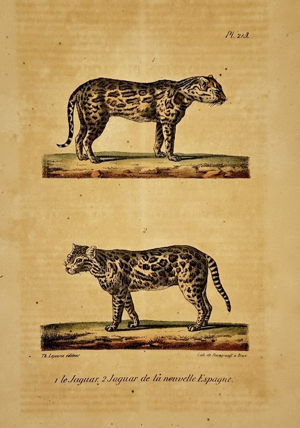 Georges-Louis Leclerc, Comte de Buffon (1707–1788) – Jaguar and Jaguar of New Spain (1 of 2)