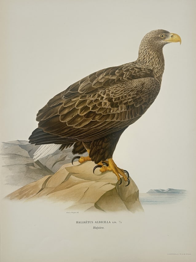 Magnus von Wright (1805–1867) – White-tailed Eagle – Lithograph (1920s) (1 of 2)