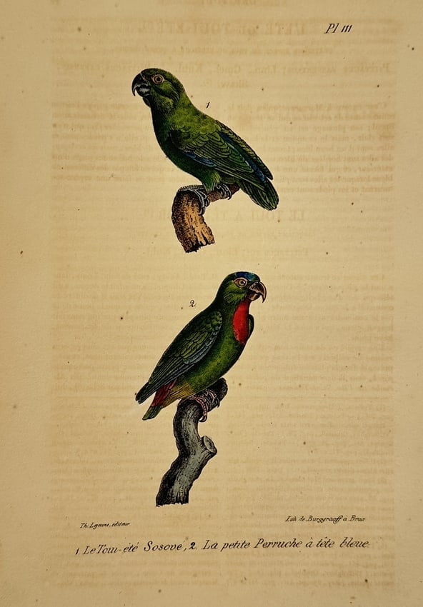 Georges-Louis Leclerc, Comte de Buffon (1707–1788) – Tui Parakeet and Blue-fronted Amazon (1 of 2)