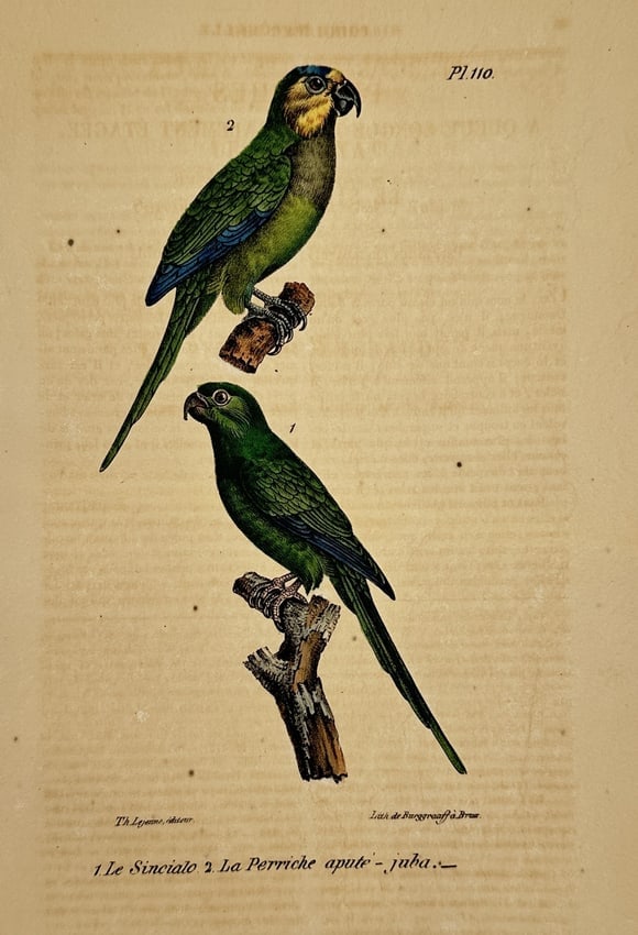 Georges-Louis Leclerc, Comte de Buffon (1707–1788) – Blue-and-Yellow Macaw and Monk (1 of 2)