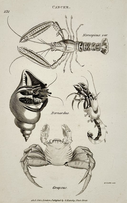 George Shaw (1751–1813) – Cancer – engraving (1805): "Cancer" is a detailed black and white engraving featuring several species of crustaceans, including the Norway lobster (Norvegicus var.), the hermit crab (Bernardus), and a shore crab (Grapsus). The