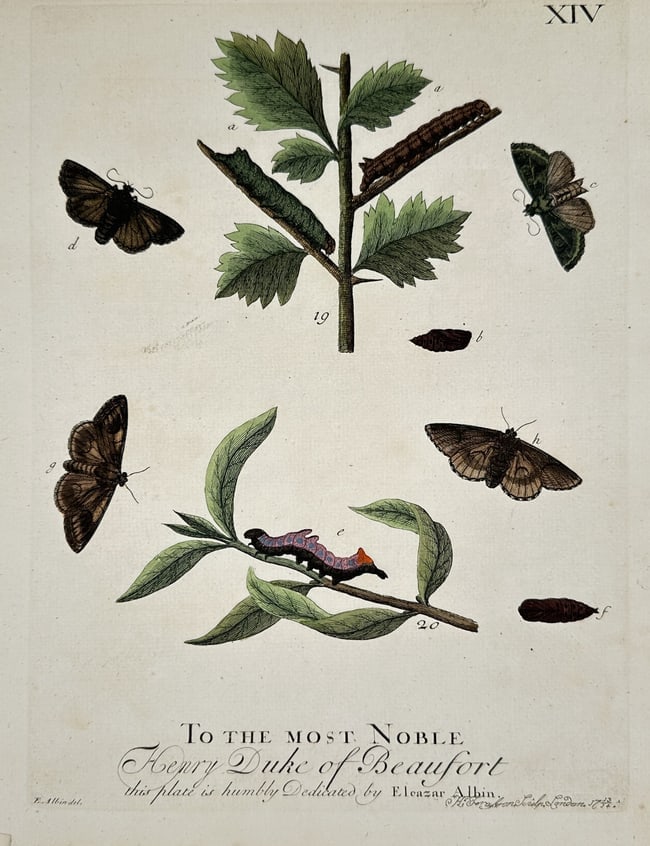 Eleazar Albin (1680–1742) – Studies of Caterpillars – Hand-coloured etching (1713): "To the Most Noble Henry Duke of Beaufort" This hand-coloured etching illustrates various species of moths and caterpillars on a thorny botanical branch. The work is part of a natural history series p