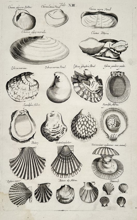Matthäus Merian the Younger (1621-1687) – Studies of Shells – engraving (1650) (1 of 2)