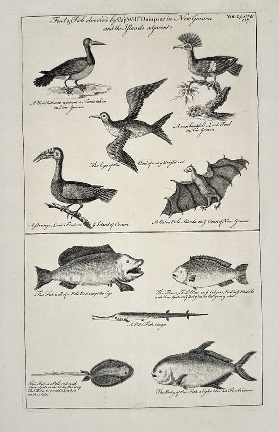 John Harris (Active 1680–1740) – Fowls & Fish observed by Capt. Will. Dampier: This natural history illustration presents a composite plate detailing several species of birds (Fowls) and fish observed by Captain William Dampier during his voyages to New Guinea and the adjacent i