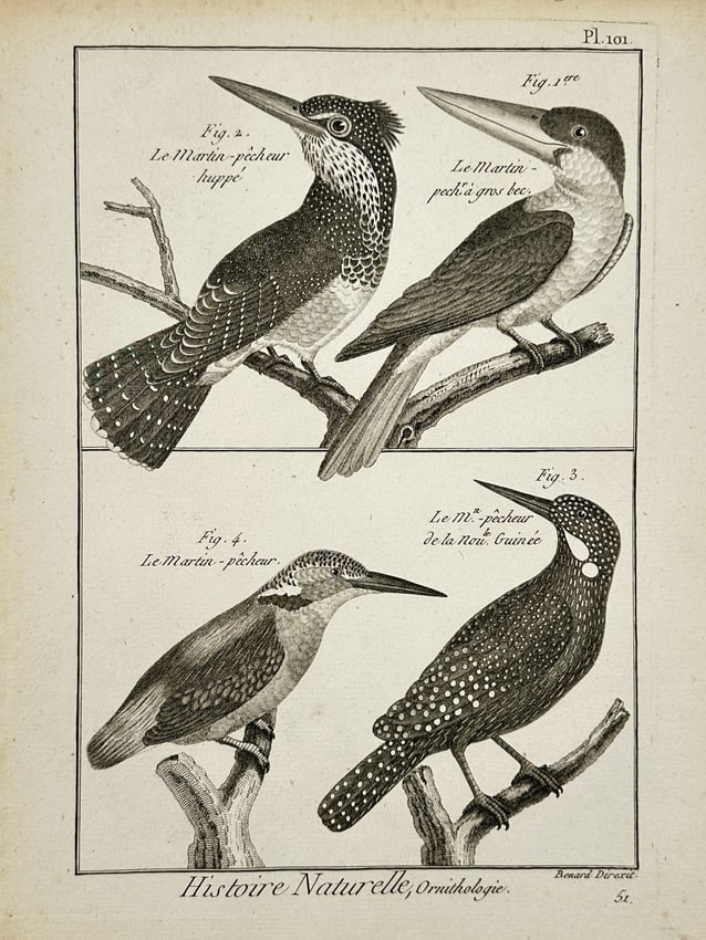 Robert Bénard (1734–1777) – Natural History Study of Kingfishers – Engraving (1771): "Histoire Naturelle, Ornithologie." This engraving presents a detailed zoological study of four distinct species of kingfishers, capturing the variations in plumage patterns and beak morphology charac