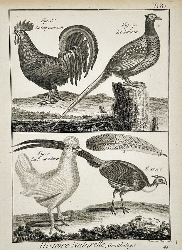 Robert Bénard (1734–1777) – Natural History Study of Galliformes – Engraving (1771): "Histoire Naturelle, Ornithologie." This engraving presents a detailed zoological study of four avian specimens from the order Galliformes, showcasing the diversity of domestic and wild landfowl. The 