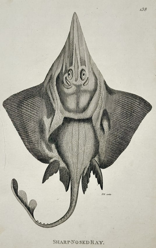 George Shaw (1751–1813) – Natural History Study of the Sharp-nosed Ray – Engraving (1804) (1 of 2)