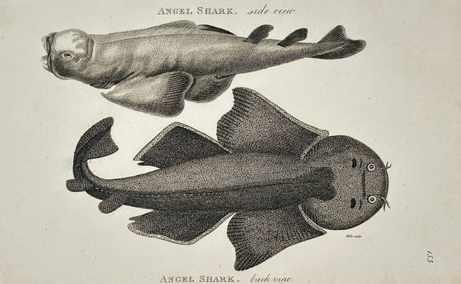 George Shaw (1751–1813) – Natural History Study of the Angel Shark – Engraving (1804): "Angel Shark. side view. Angel Shark. back view." This engraving presents a detailed zoological study of the Angel Shark (Squatina squatina), showcasing the species from two distinct anatomical perspe