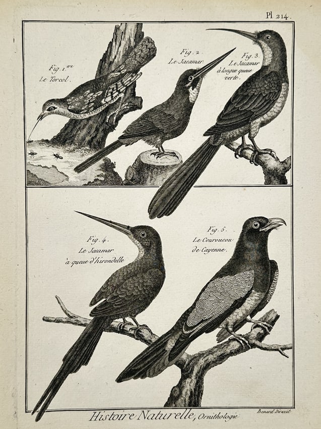 Robert Bénard (1734–1777) – Natural History Study of the Wryneck, Jacamars, and Trogon: "Histoire Naturelle, Ornithologie." This engraving presents a detailed zoological study of five avian specimens, highlighting species primarily from South America and the Caribbean. The upper register