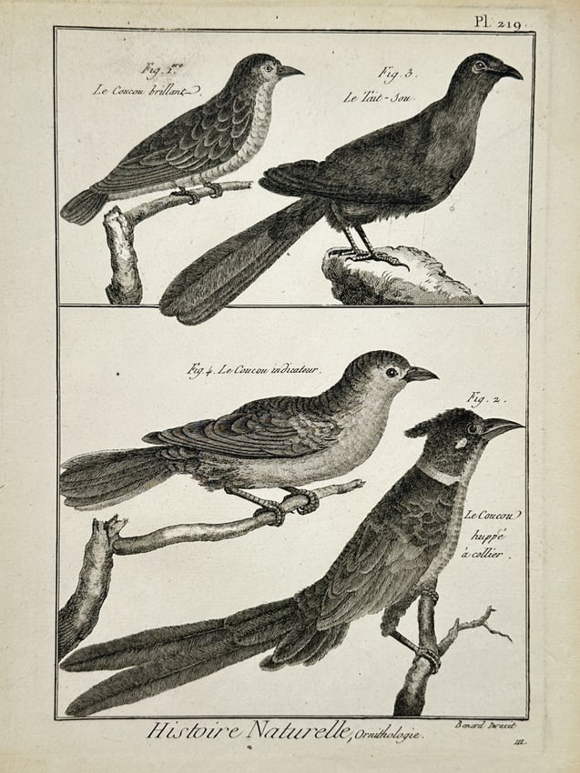 Robert Bénard (1734–1777) – Natural History Study of Cuckoos – Engraving (1771): "Histoire Naturelle, Ornithologie." This engraving presents a detailed zoological study of four avian specimens from the Cuculidae family, highlighting various species of cuckoos. The upper register i