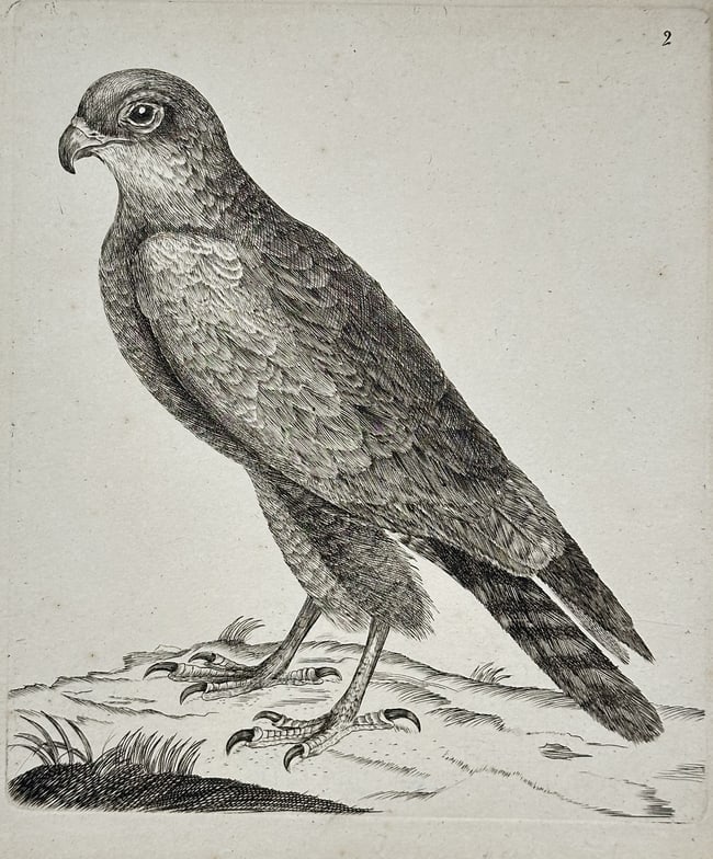 Unknown – Sparrowhawk (Plate 2) – Engraving (c. 1766) (1 of 2)