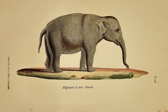 Georges-Louis Leclerc, Comte de Buffon – Female Asian Elephant - Hand-Coloured Engraving: This print features a natural history Hand-colored Engraving of a female Asian Elephant (Éléphant d’Asie Femelle), depicted in profile standing upon a grassy mound. The animal is rendered with fin