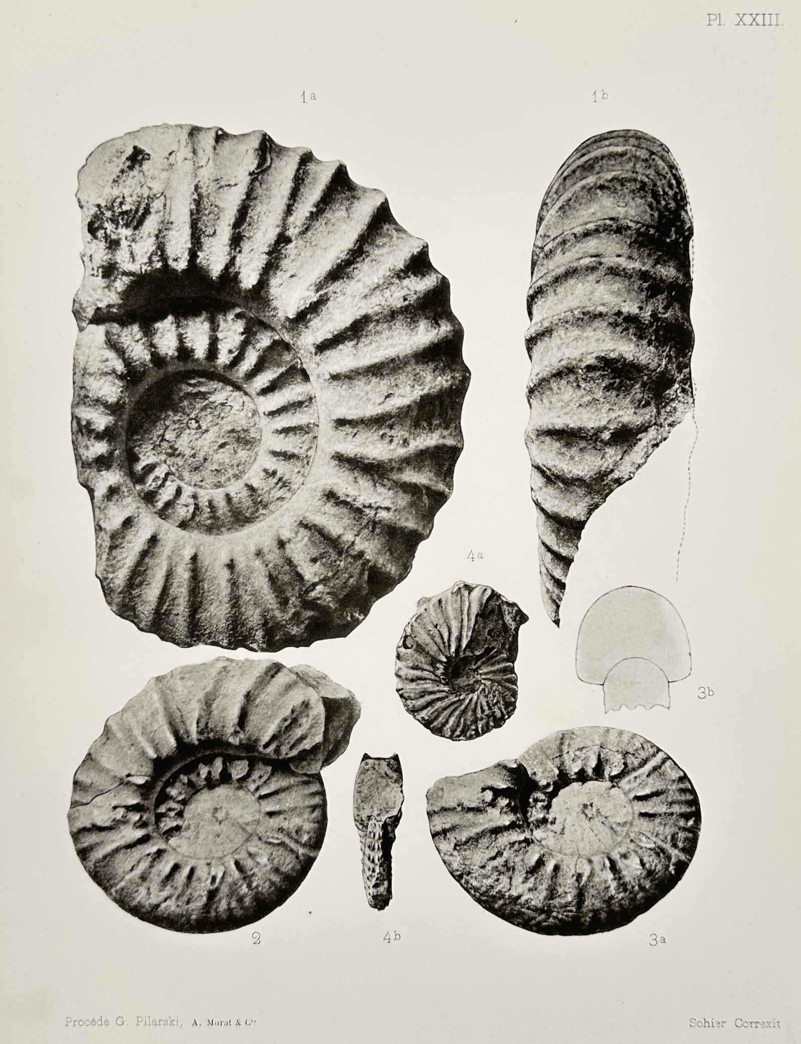 Albert de Grossouvre (1849–1932) – Study of Fossilized Ammonites – Lithograph (1894) (1 of 2)