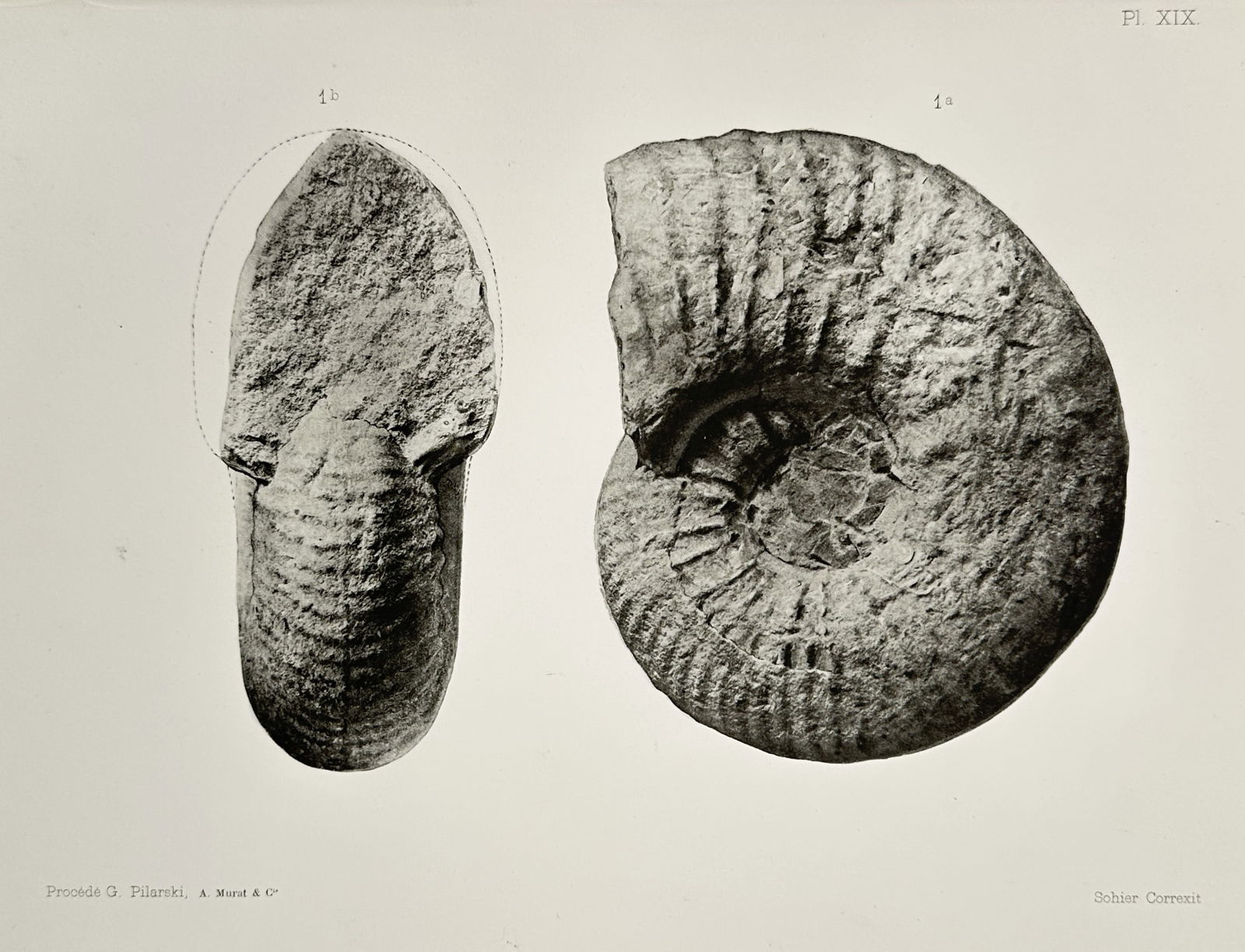 Albert de Grossouvre (1849–1932) – Paleontological Study of Fossilized Ammonites – Lithograph (1 of 2)