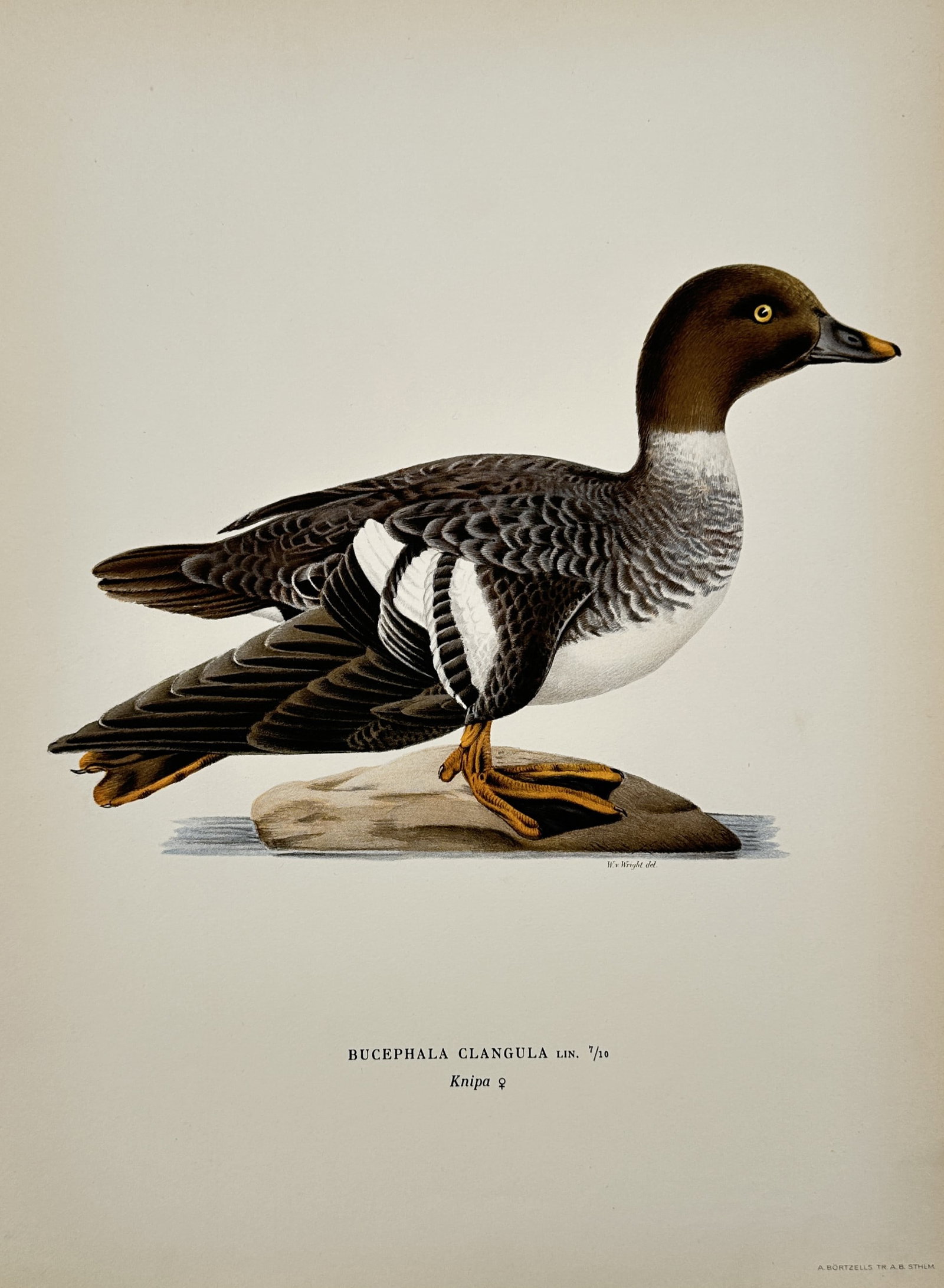 Magnus von Wright (1805–1868) – Portrait of a Common Goldeneye – Lithograph (1920s): "Bucephala Clangula" displays a female common goldeneye perched on a rock. This work is a lithograph from a nature series published during the early twentieth century. Magnus von Wright was a Finnish 