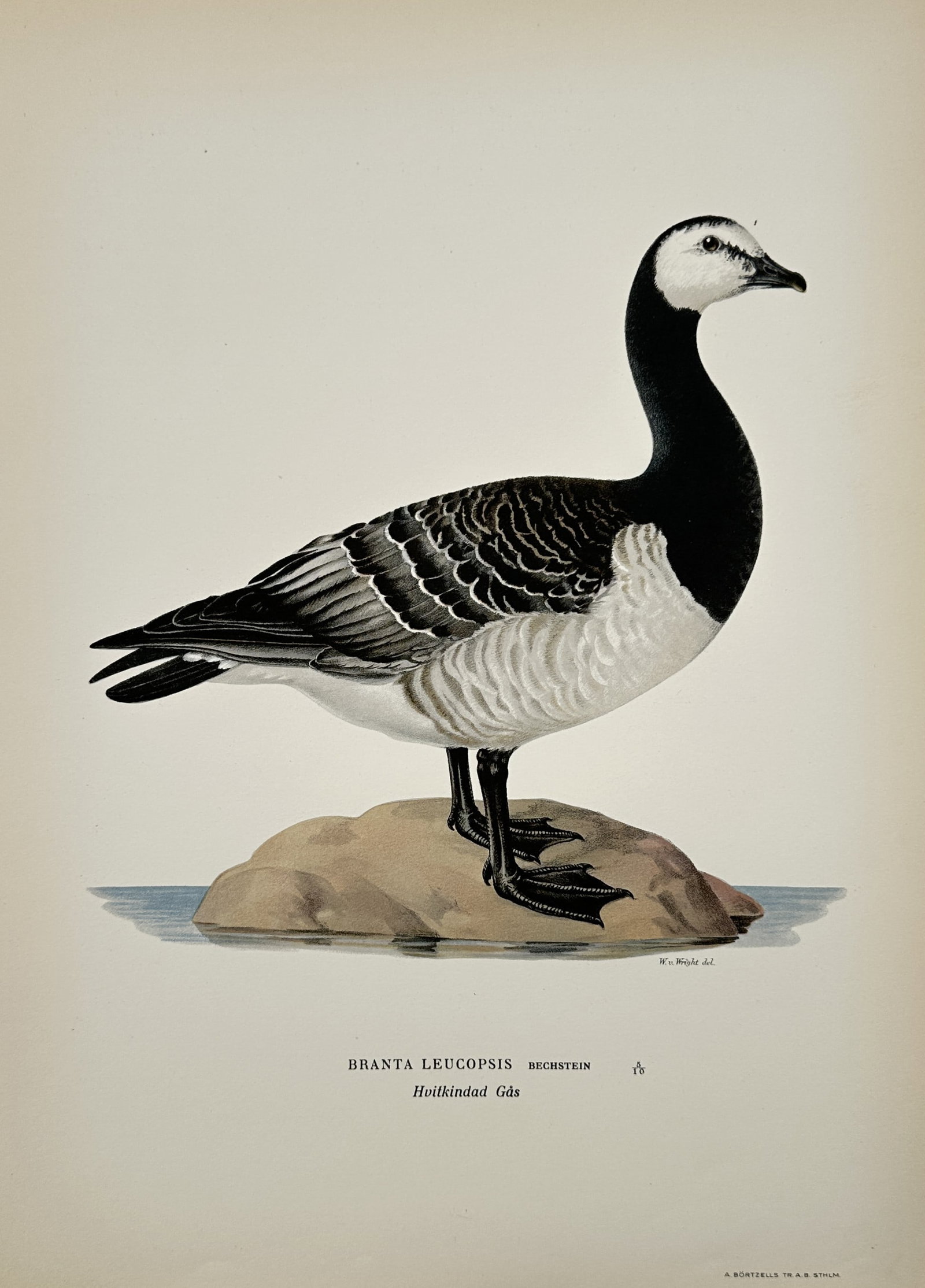 Magnus von Wright (1805-1868) – Study of a Barnacle Goose – Lithograph (1920s): "Branta Leucopsis" depicts a barnacle goose positioned on a stone. This lithograph belongs to a series focused on avian biology. Magnus von Wright was a Finnish painter and researcher recognized for h