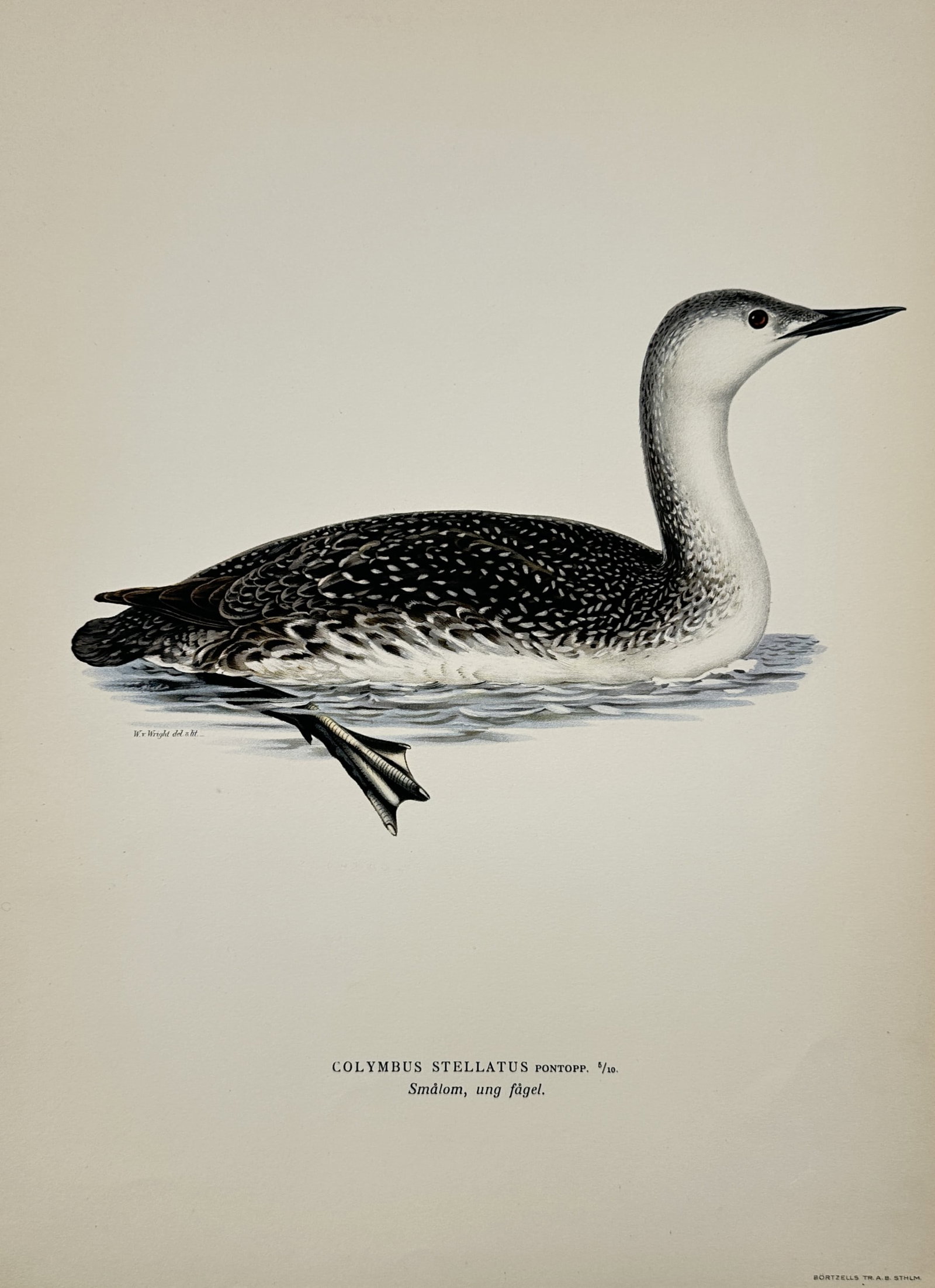 Magnus von Wright (1805-1868) – Portrait of a Red-throated Loon – Lithograph (1920s): Colymbus stellatus depicts a young red-throated loon floating on water. This lithograph is part of an ornithological collection published in the early twentieth century. Magnus von Wright was a Finnis