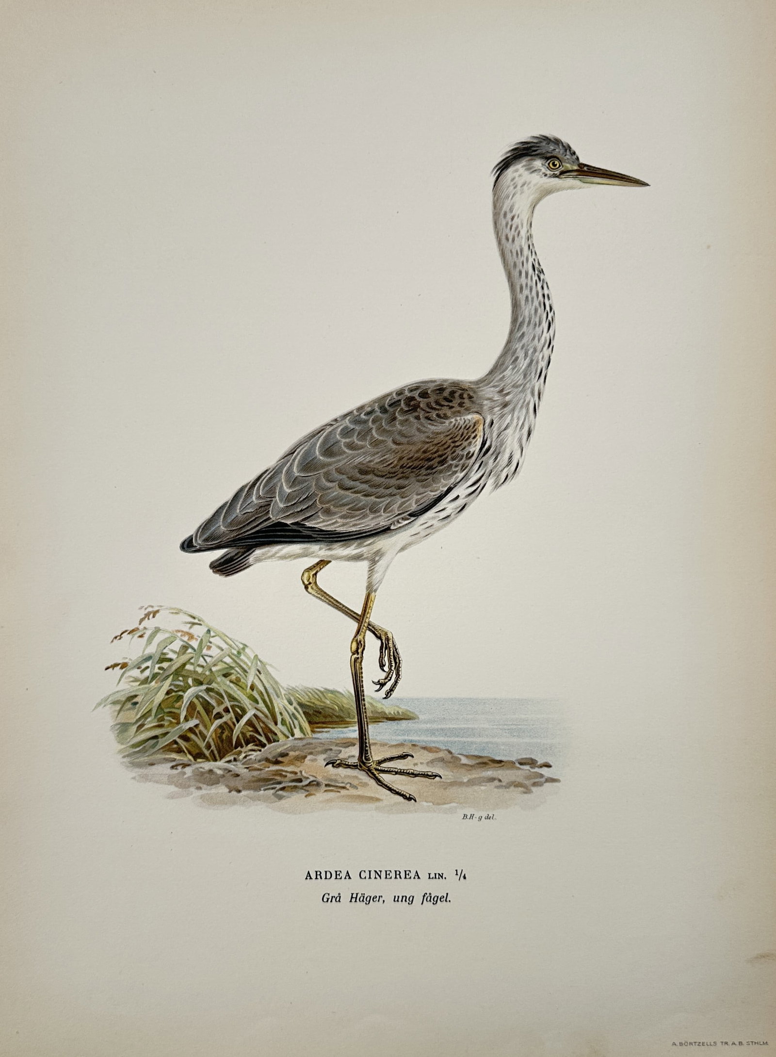 Magnus von Wright (1805-1868) – View of a Grey Heron – Lithograph (1920s): Ardea Cinerea depicts a young grey heron standing in a grassy area. This work is an offset print from a natural history series depicting bird species. Magnus von Wright was a Finnish artist and scient