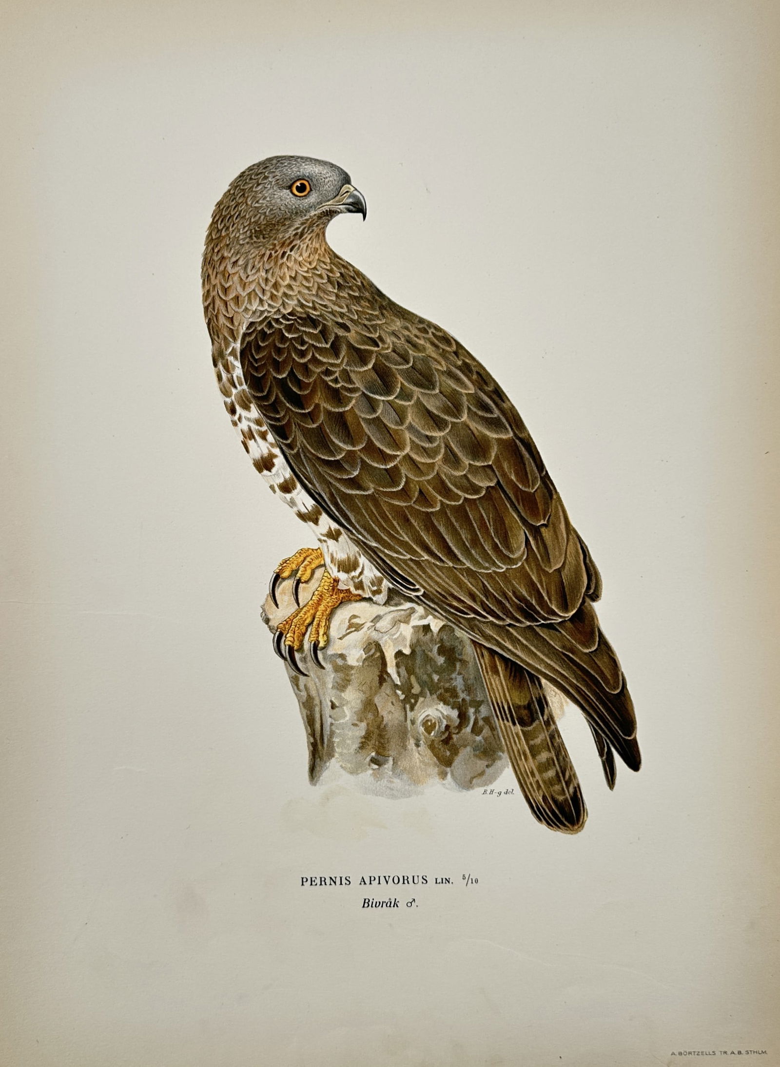 Wilhelm von Wright (1810-1887), after – View of a Honey Buzzard – Lithograph (1920s) (1 of 2)