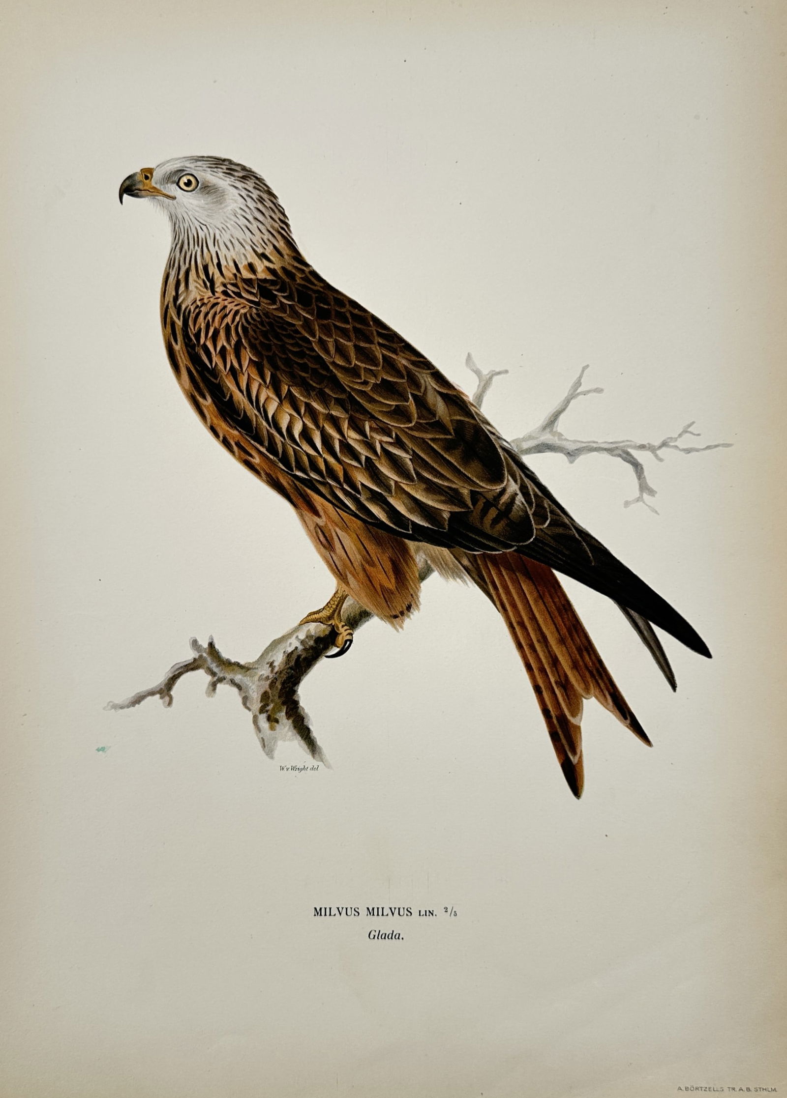 Magnus von Wright (1805-1868) – View of a Red Kite – Lithograph (1920s) (1 of 2)