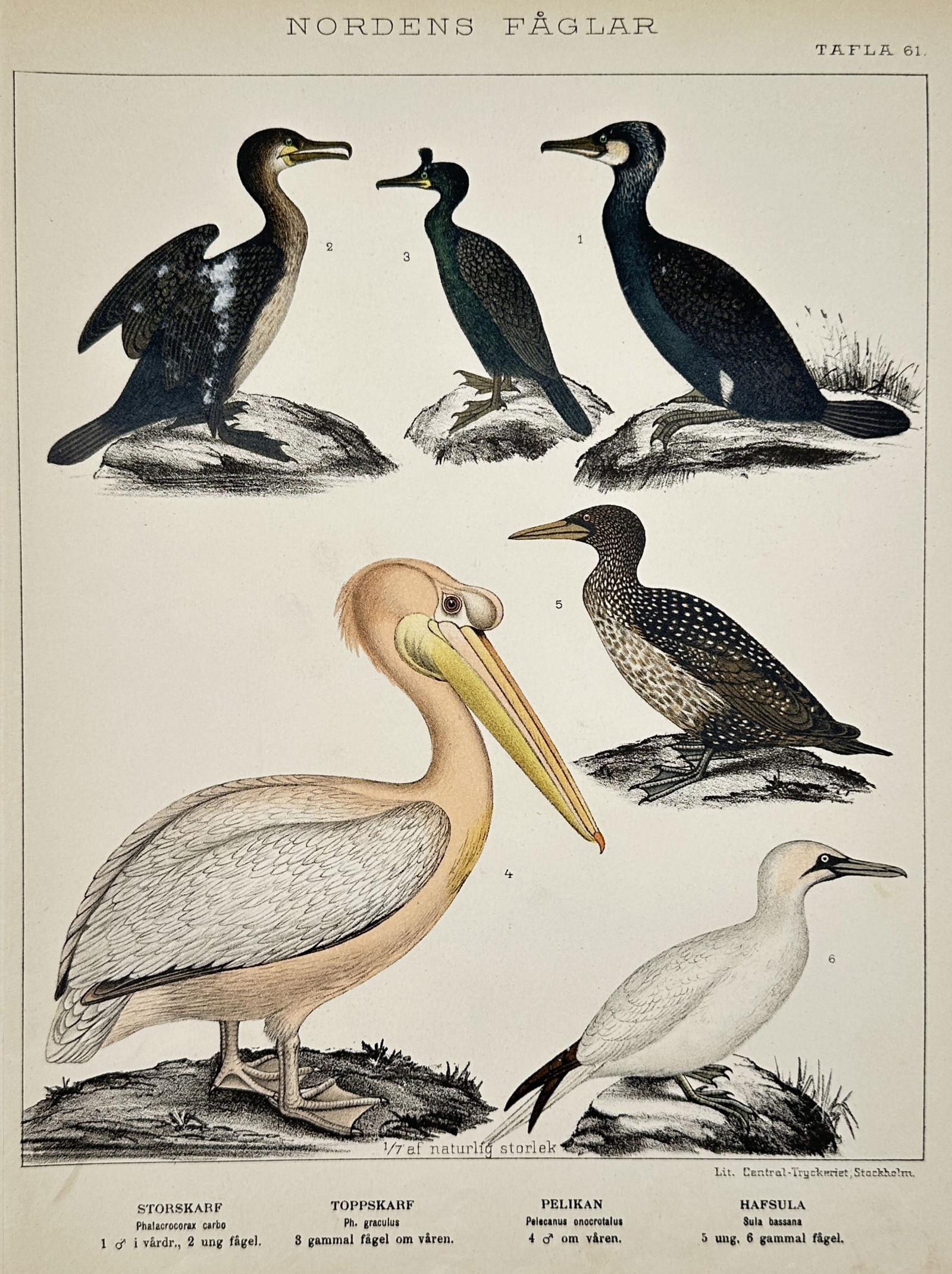 Carl Jakob Sundevall (1801-1875) – Study of Ruffs – Lithograph (1886) (1 of 2)